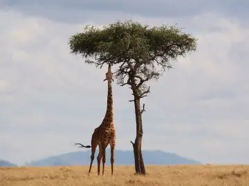 De giraffe is het zoogdier met het grootste hart