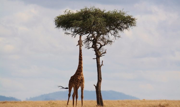 De giraffe is het zoogdier met het grootste hart
