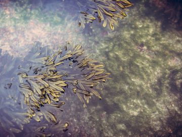 Zeewier - Blog - Merlijn Groep