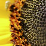 Klokkenluidersregeling 7 stappen voor OR