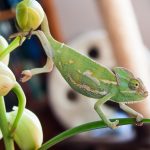 Camelion - Verandering? wij weten van niets! - Blog - Merlijn Groep