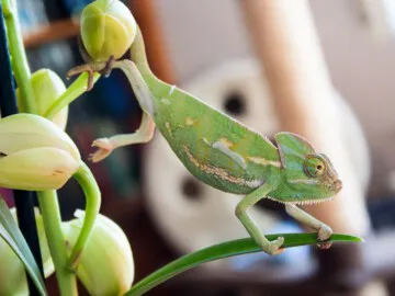 Camelion - Verandering? wij weten van niets! - Blog - Merlijn Groep