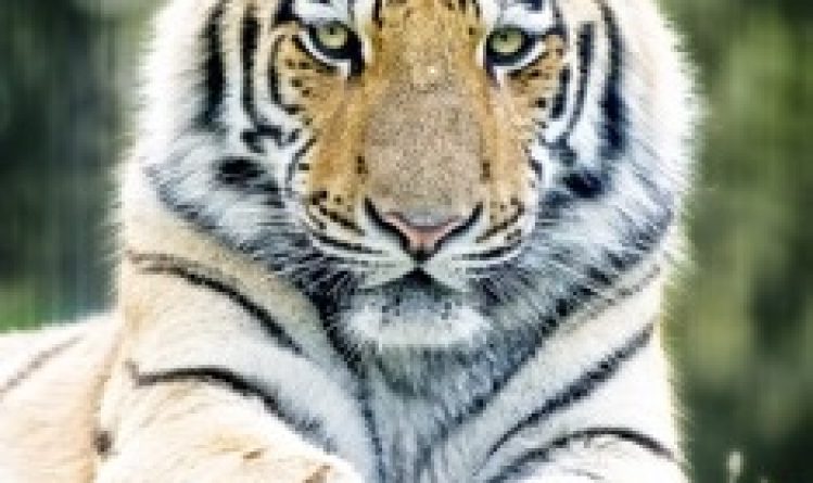 Blog Merlijn Groep Papieren tijgers