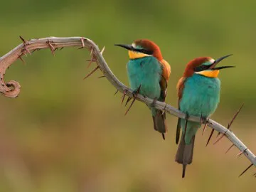 Transformatieve mediation - Merlijn Groep