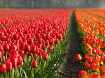 Goed nieuws over de toekomst van mediation in Nederland!!