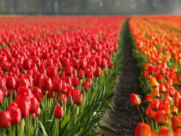 Goed nieuws over de toekomst van mediation in Nederland!!