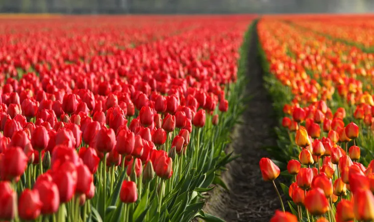 Goed nieuws over de toekomst van mediation in Nederland!!