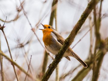 Als je zingt zonder passie, vind je nooit gehoor