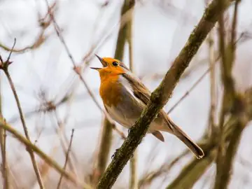 Als je zingt zonder passie, vind je nooit gehoor