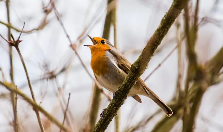 Als je zingt zonder passie, vind je nooit gehoor