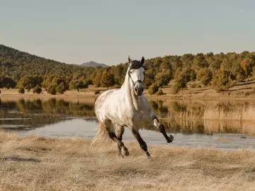 Wie omarmt een paard met armen?