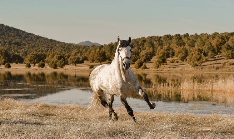 Wie omarmt een paard met armen?