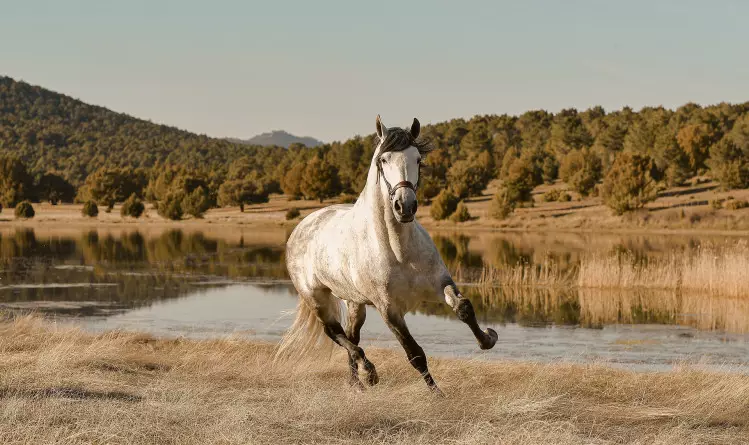 Wie omarmt een paard met armen?