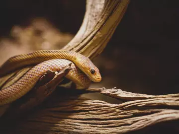 Voor welke slang ben jij bang?